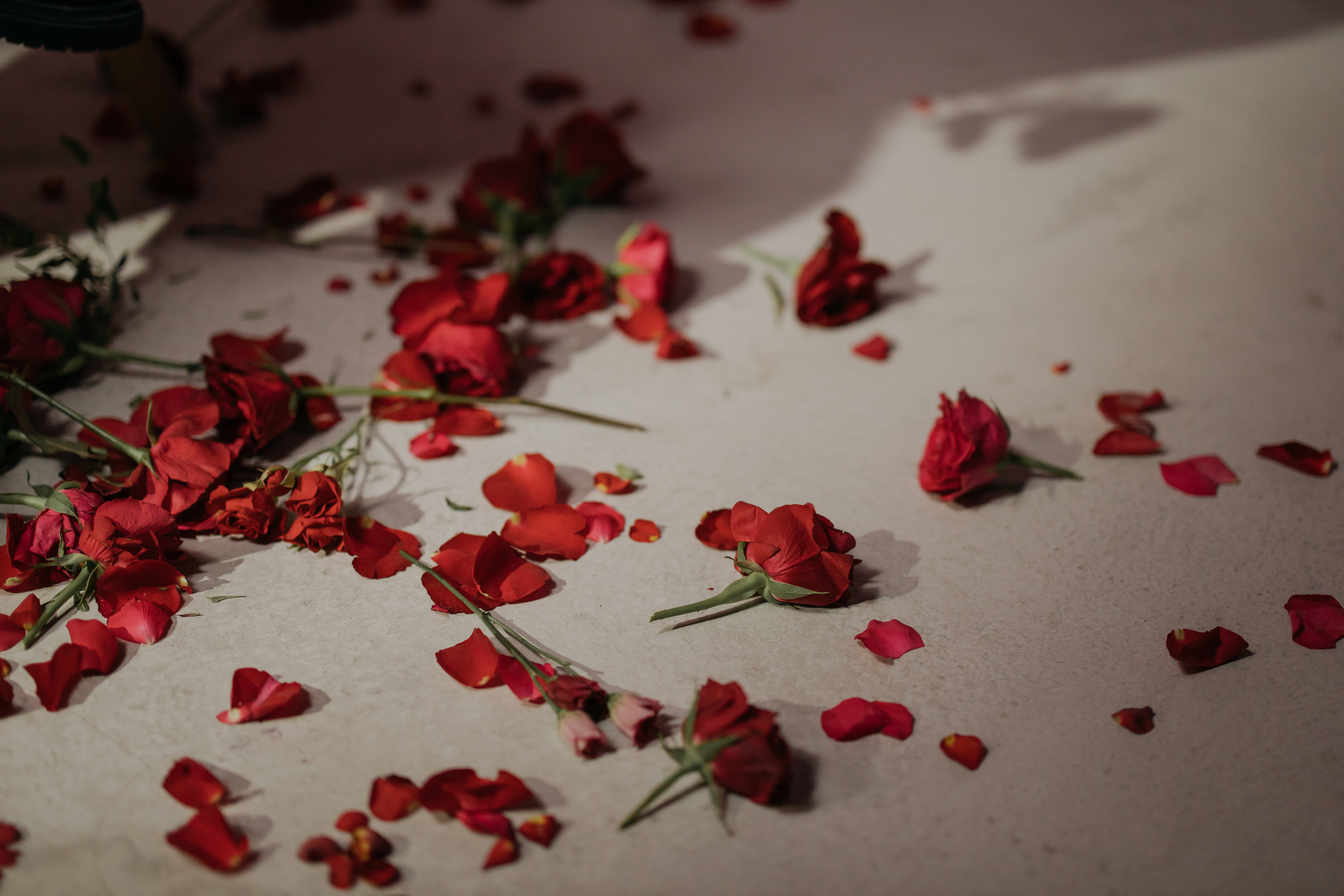 Petals Of Red Roses On White Bed Linen